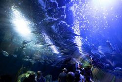Испания - океанографический парк Валенсии - океанариум в Испании